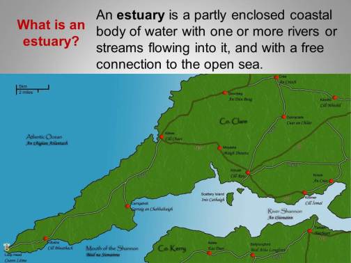 What is an estuary